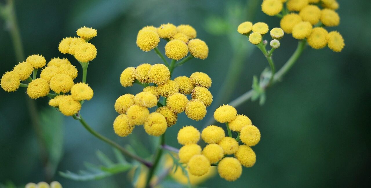 Intimu : avis sur la marque et ses produits naturels